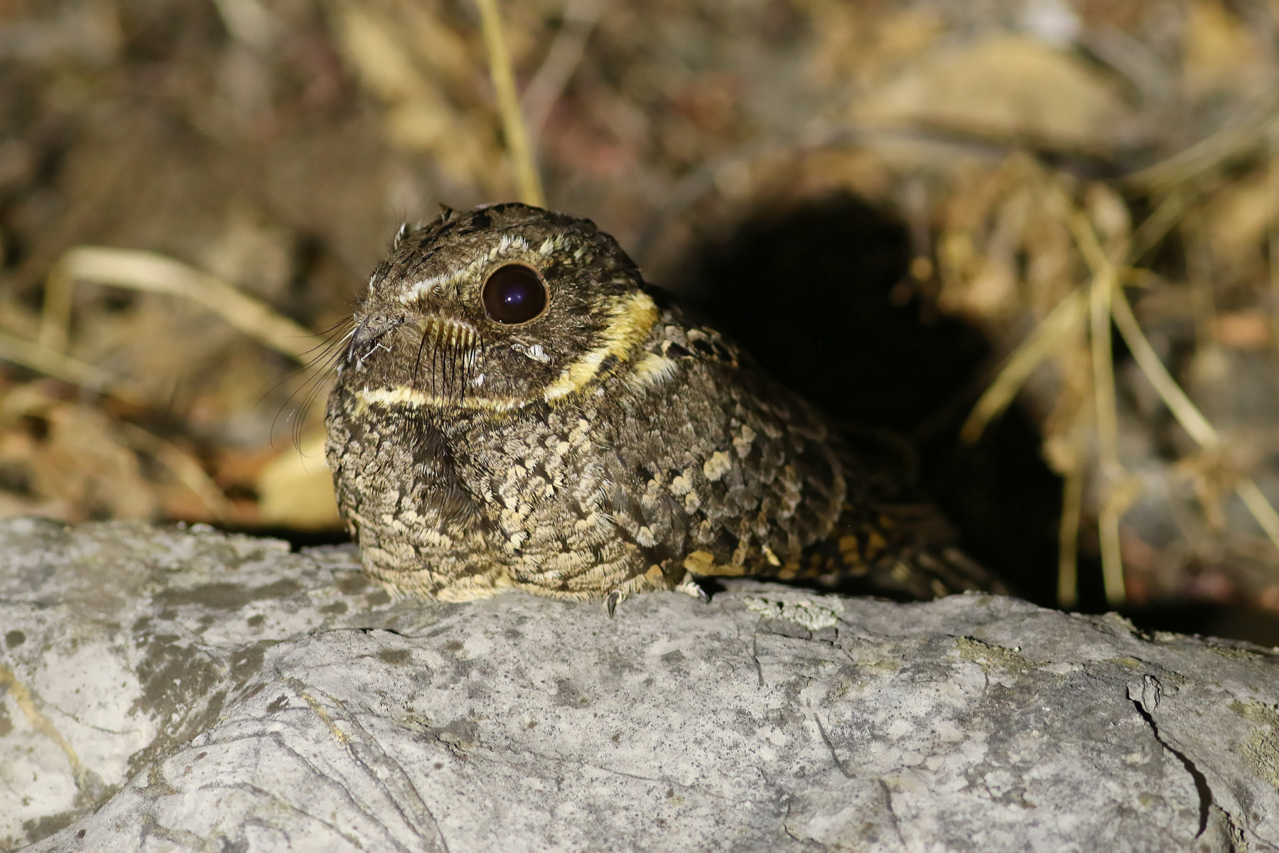 Buff-collared Nightjar (image by Leo Garrigues)