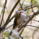 Chestnut-sided Shrike Vireo (image by Leo Garrigues)