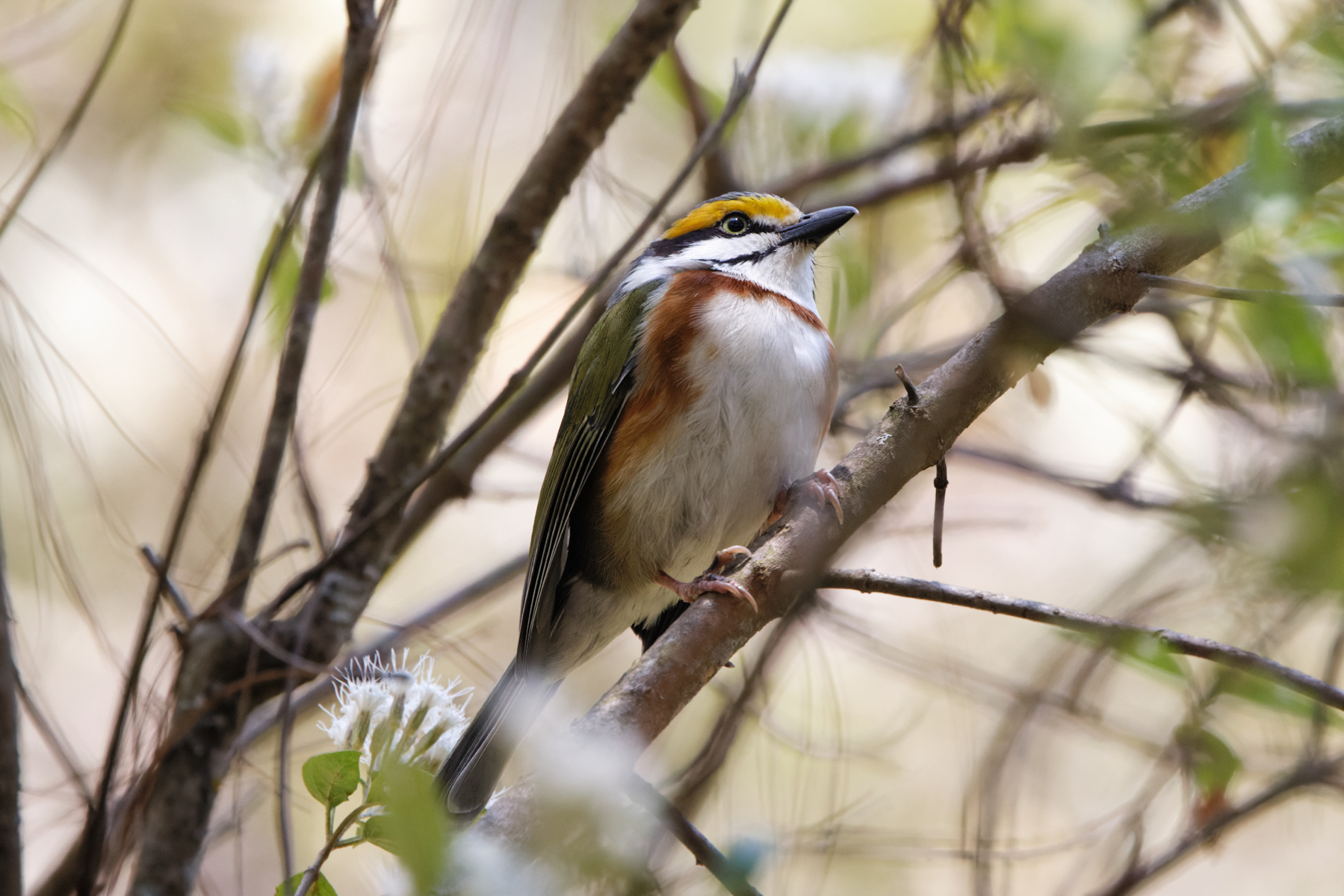 Chestnut-sided Shrike Vireo (image by Leo Garrigues)