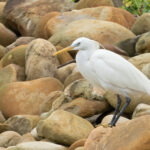 Chinese Egret (image by Vincent van der Spek)