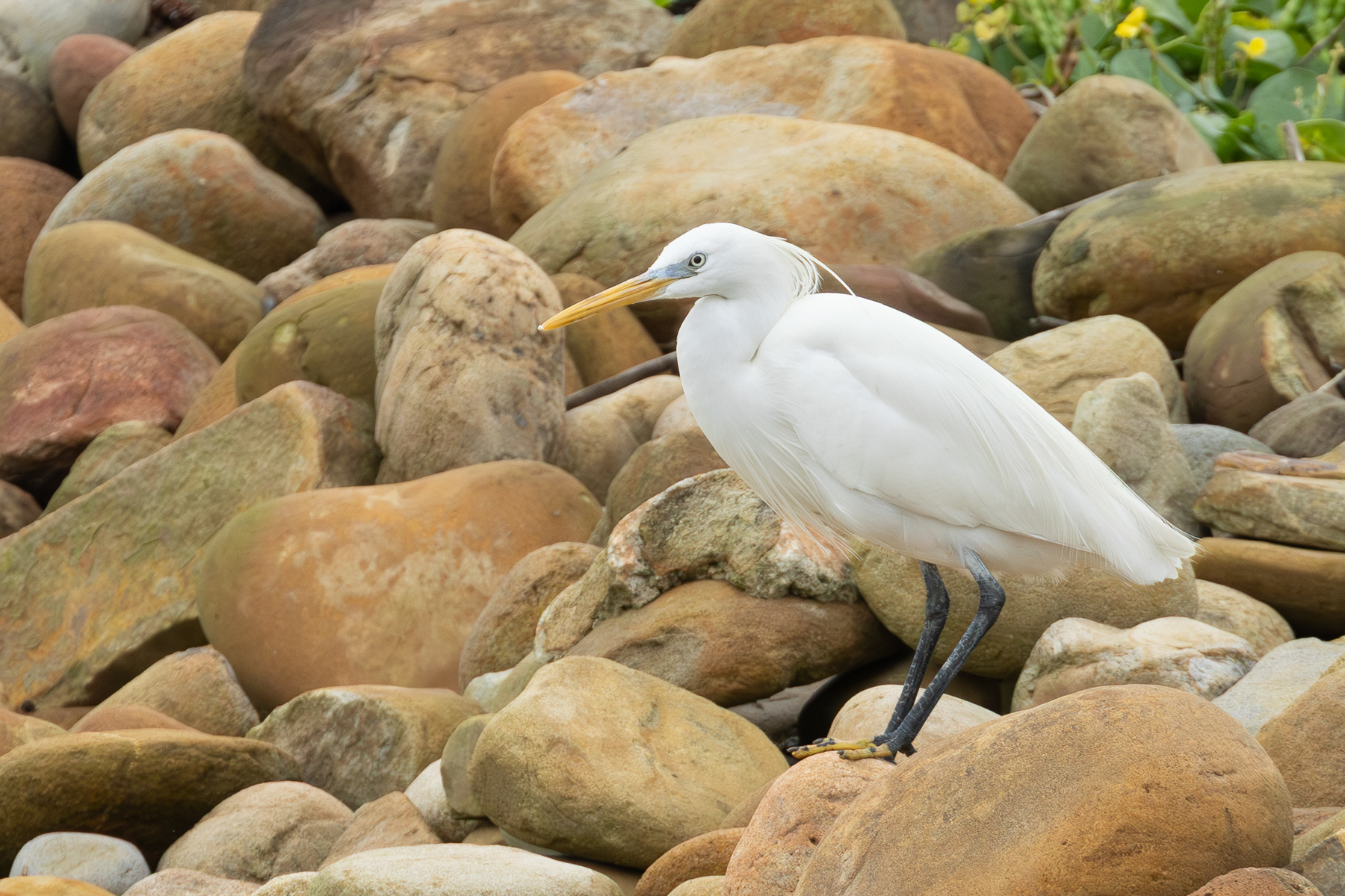 Chinese Egret (image by Vincent van der Spek)