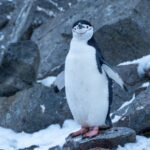 Chinstrap Penguin (image by Mark Van Beirs)