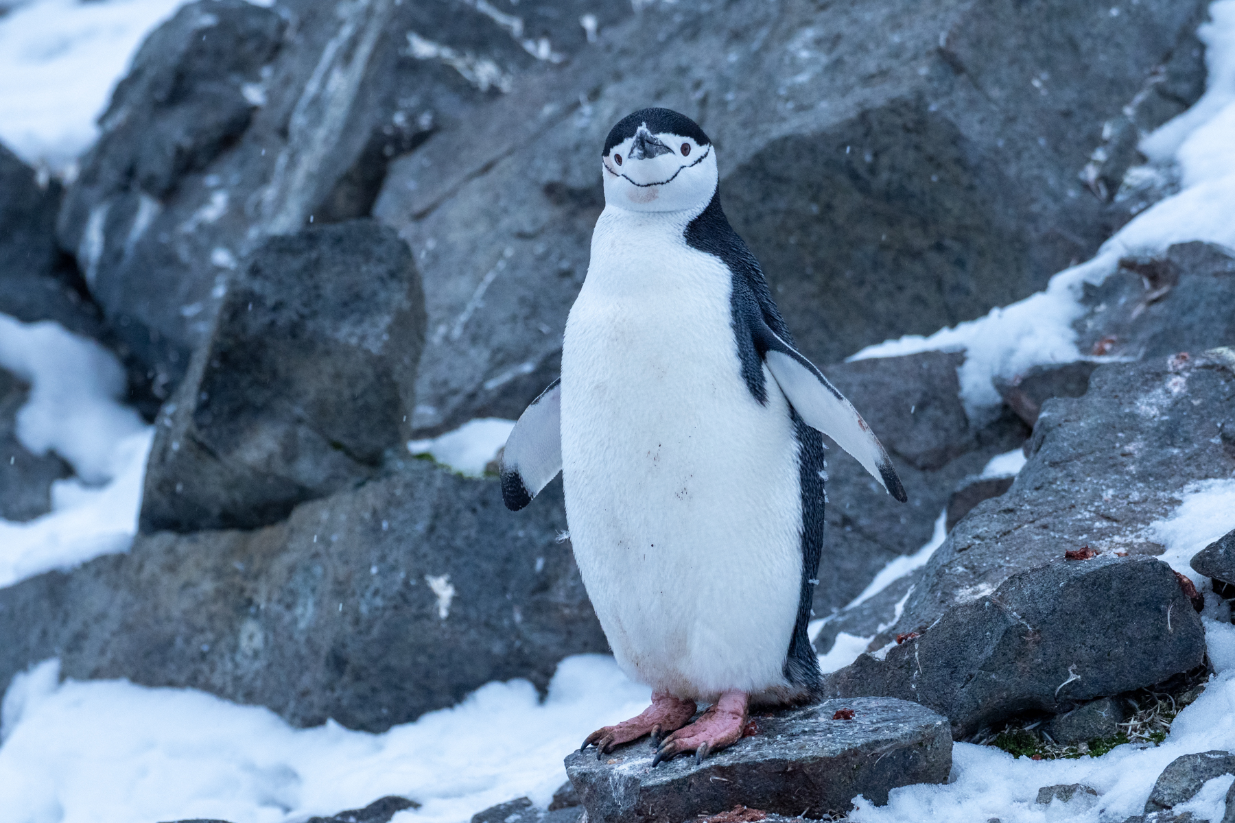 Chinstrap Penguin (image by Mark Van Beirs)