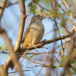 Cinnamon-tailed Sparrow (image by Leo Garrigues)