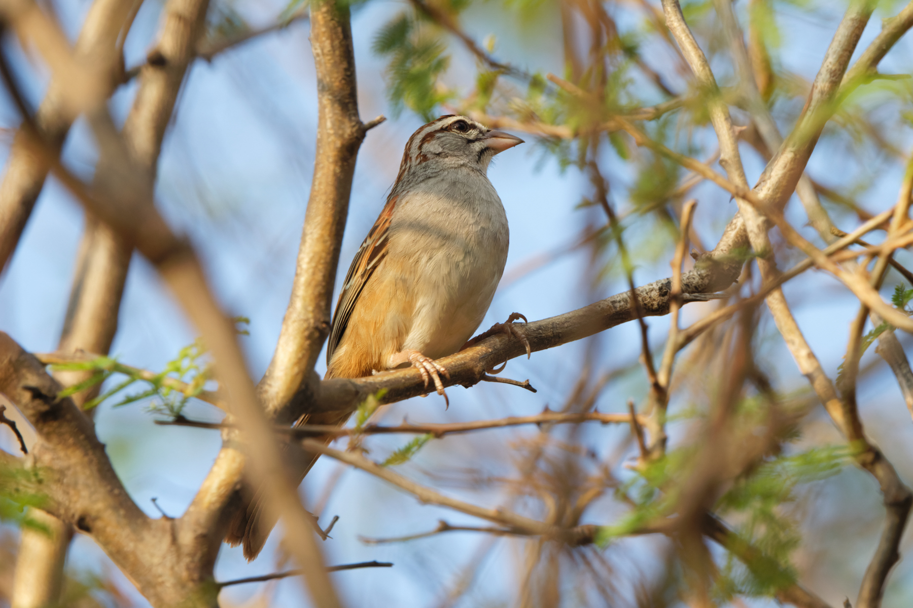 Cinnamon-tailed Sparrow (image by Leo Garrigues)
