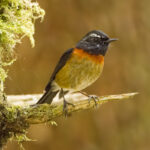 Collared Bush Robin (image by Vincent van der Spek)