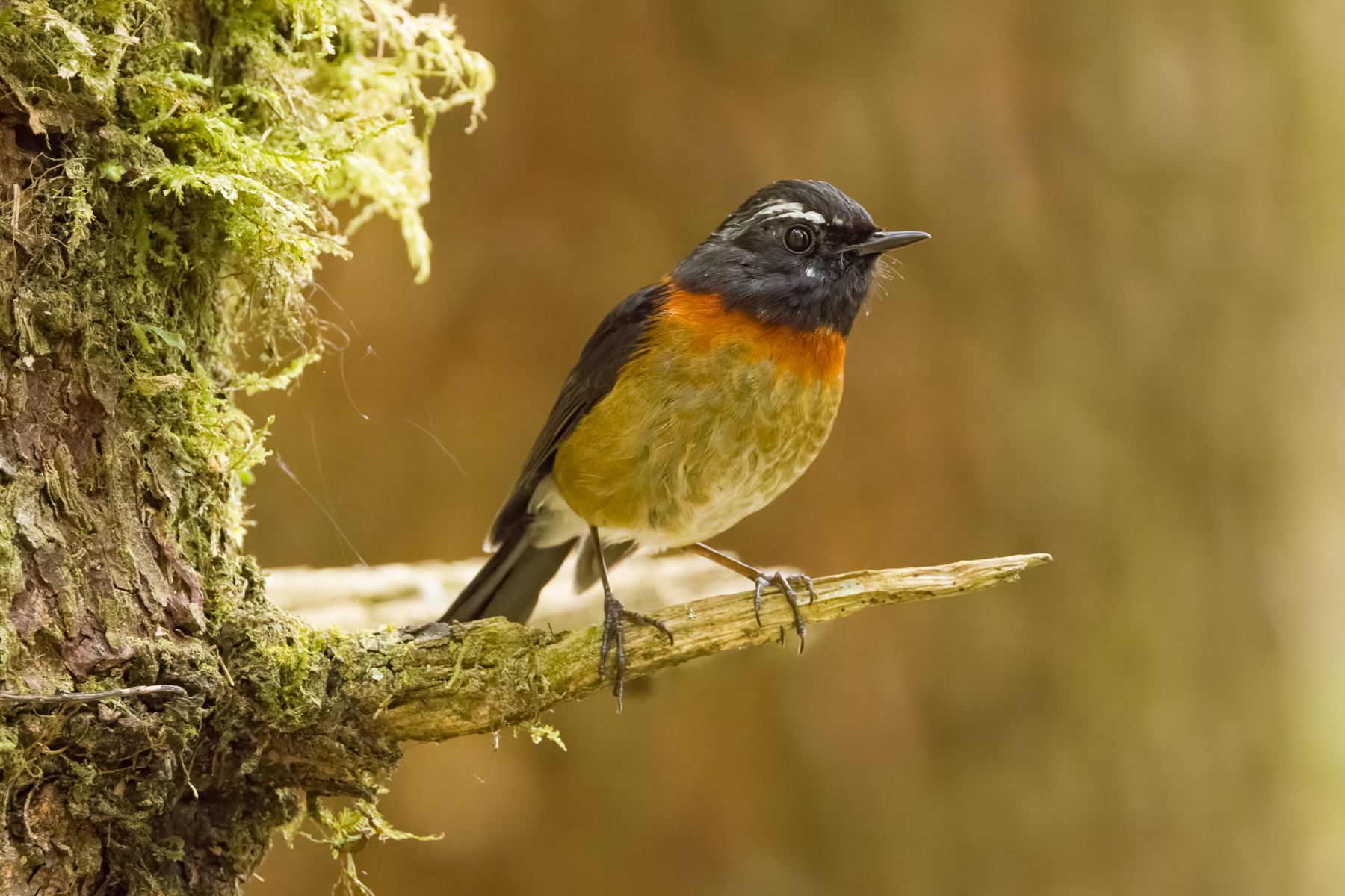 Collared Bush Robin (image by Vincent van der Spek)