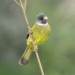 Collared Finchbill (image by Vincent van der Spek)