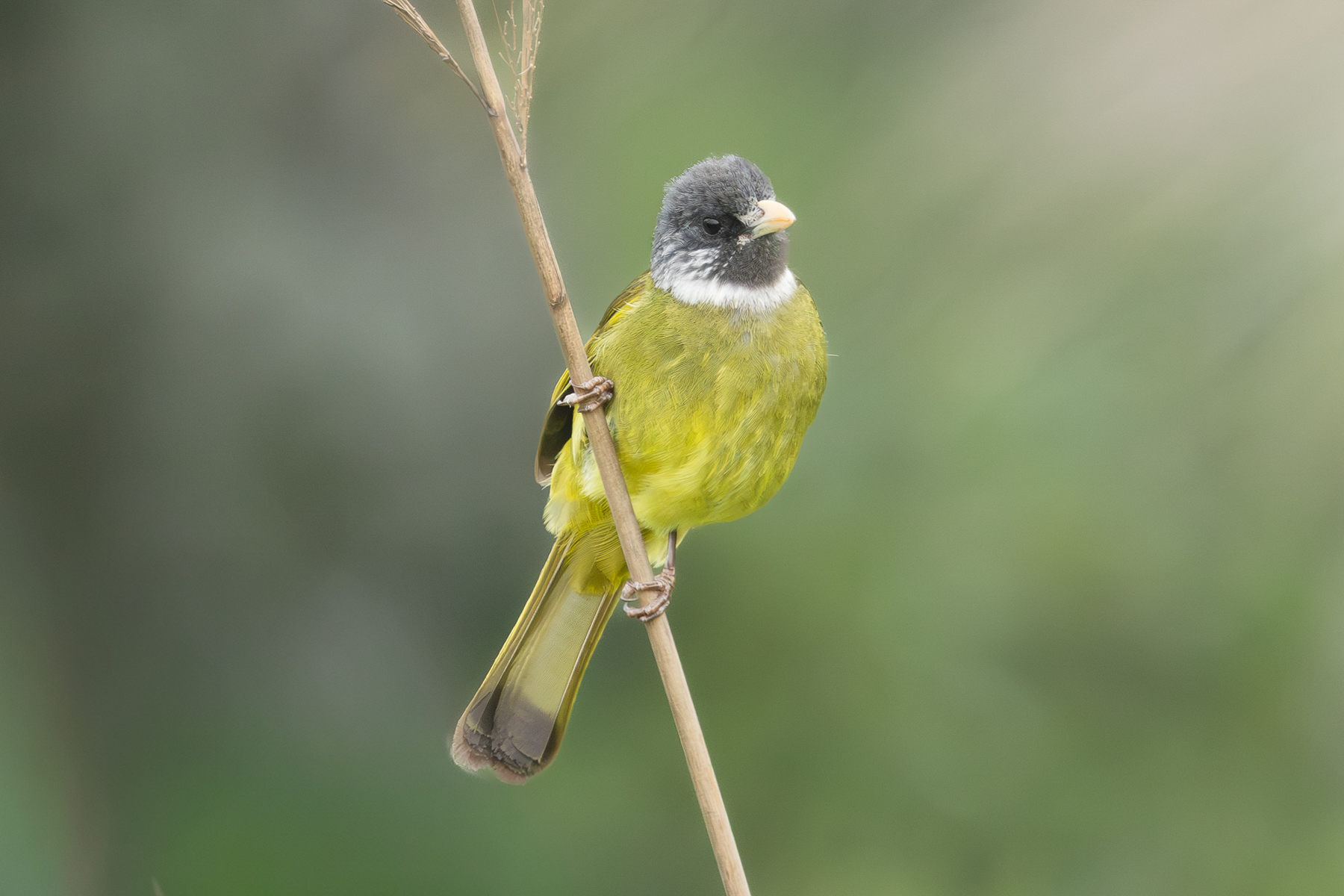 Collared Finchbill (image by Vincent van der Spek)