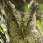 Collared Scops Owl (image by Vincent van der Spek)