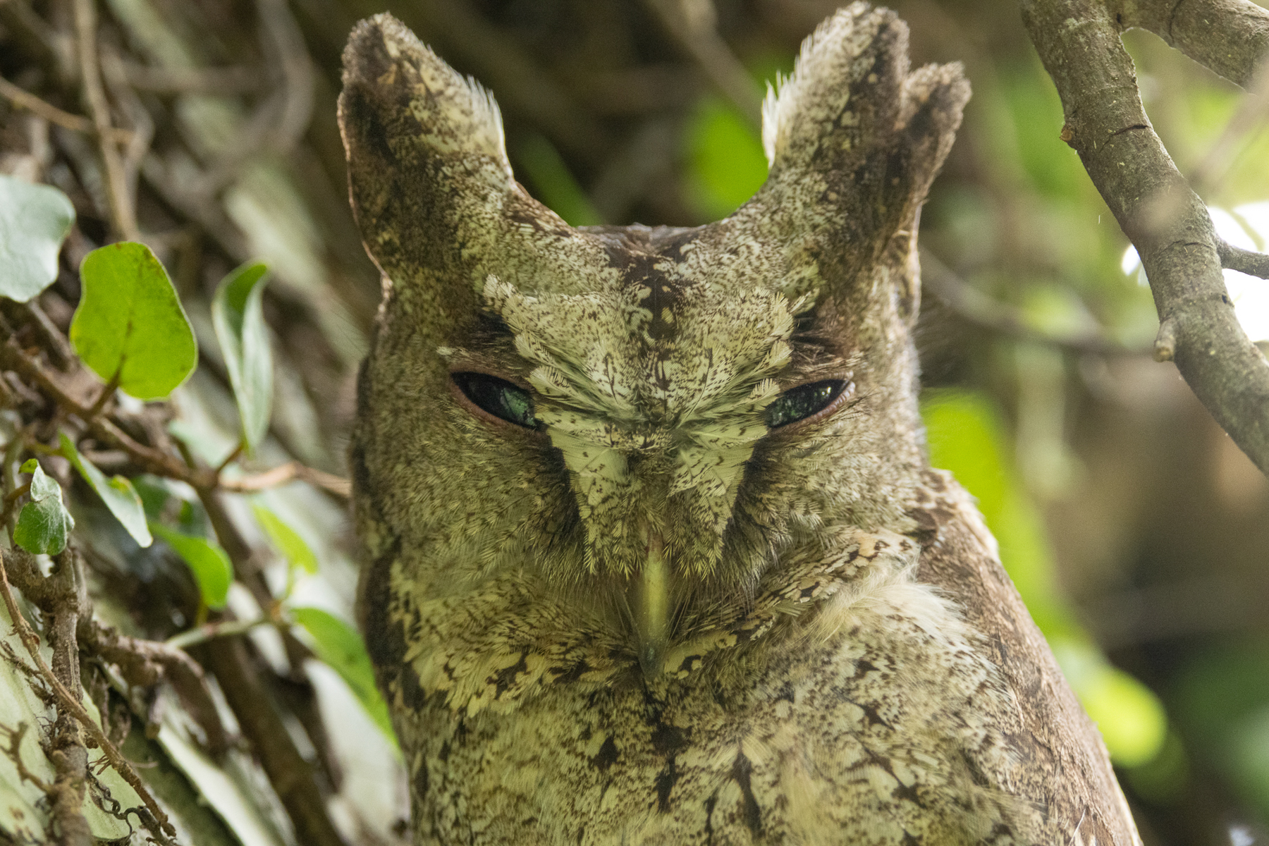 Collared Scops Owl (image by Vincent van der Spek)