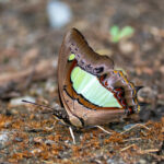 Common Nawab (image by Dave Farrow)