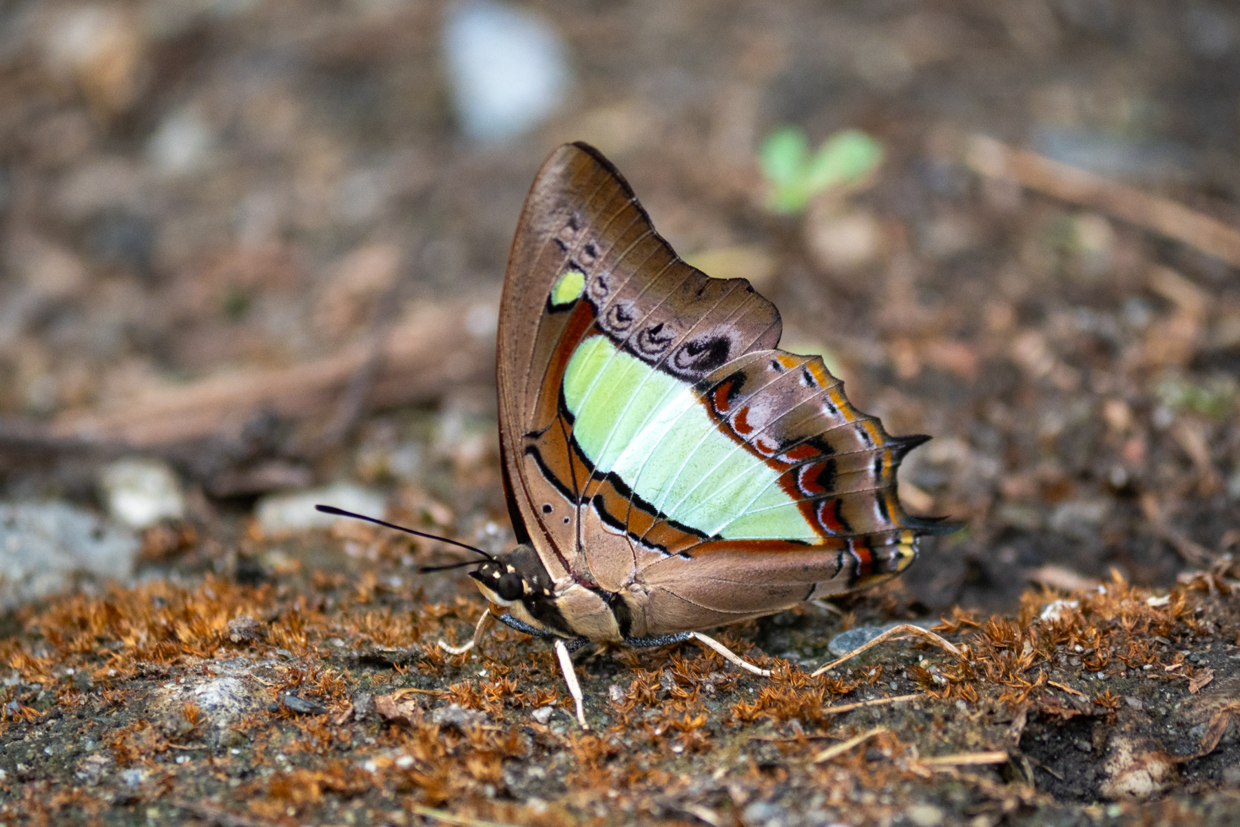 Common Nawab (image by Dave Farrow)