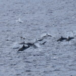 Common and Striped Dolphins (image by Nick Lessof)
