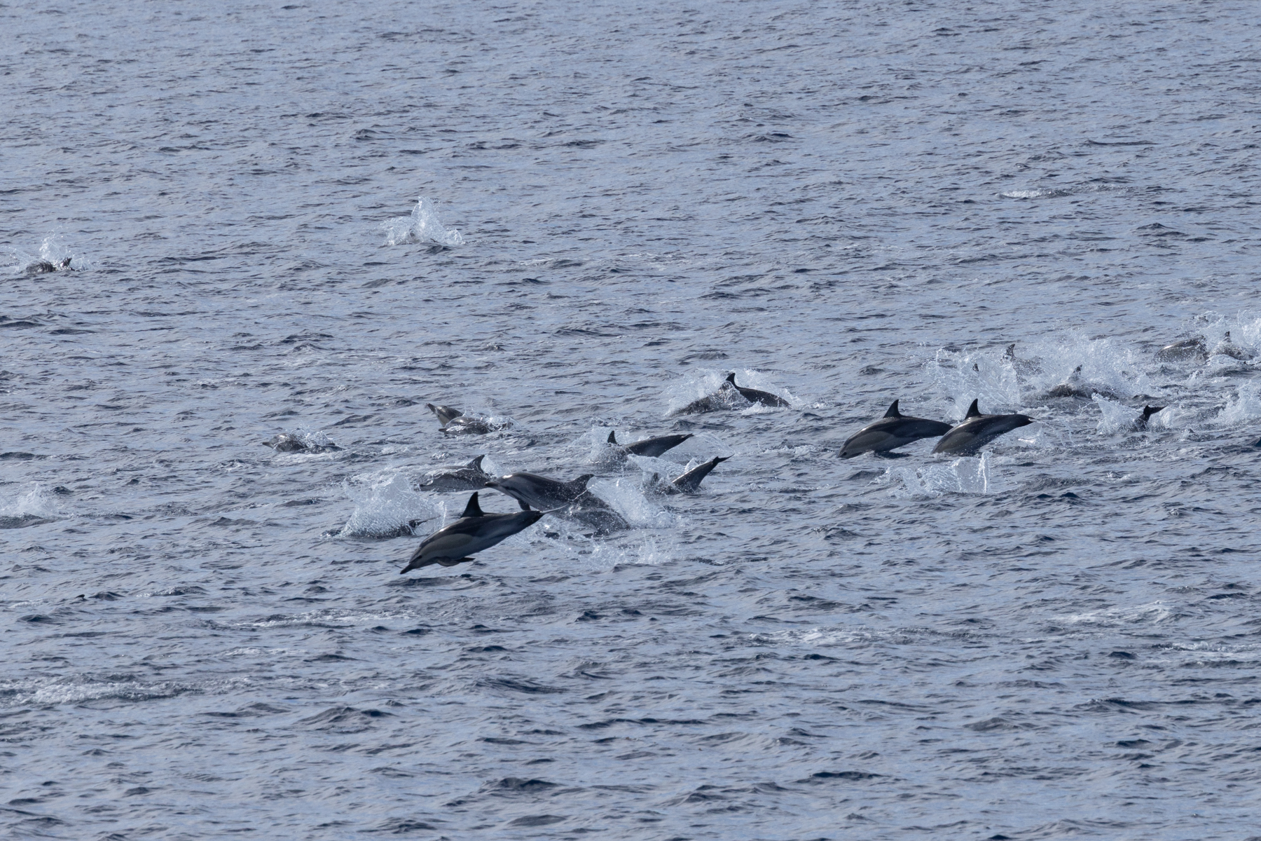 Common and Striped Dolphins (image by Nick Lessof)