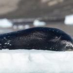 Crabeater Seal (image by Mark Van Beirs)