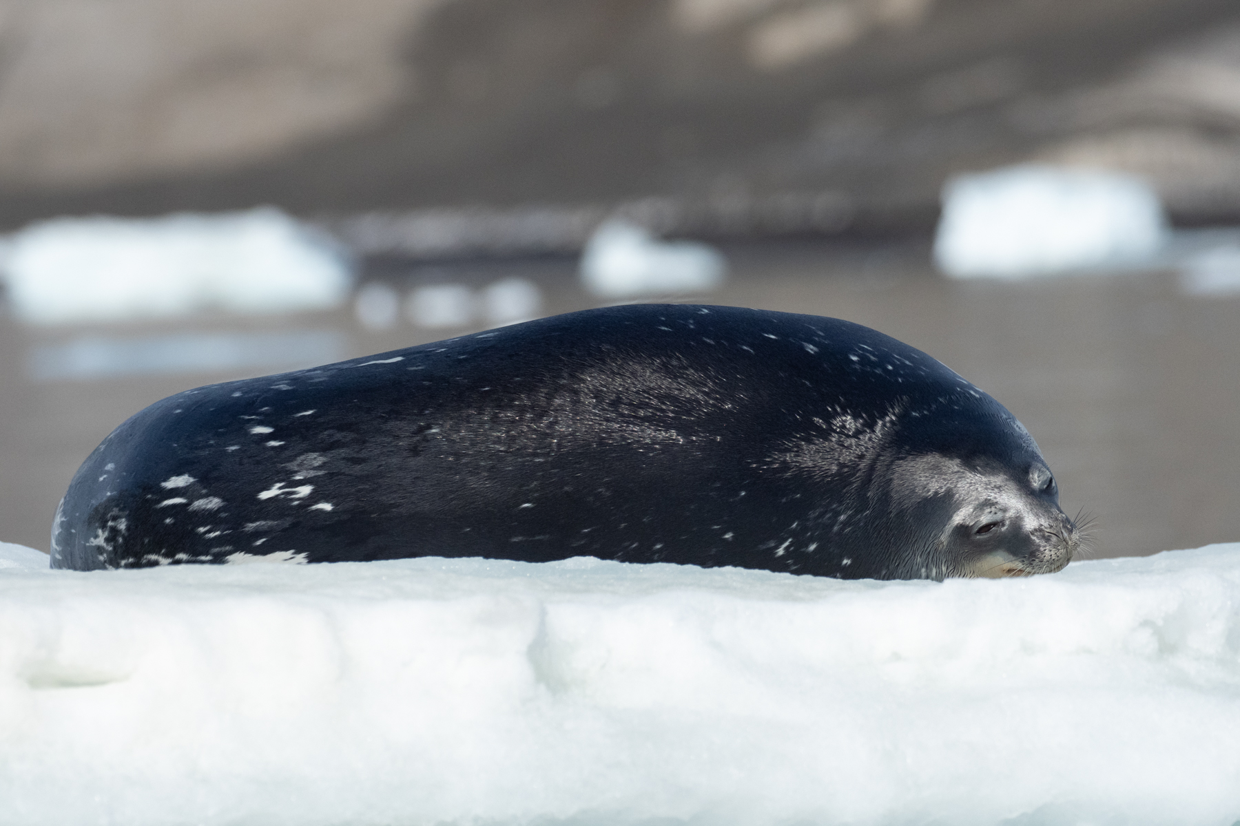 Crabeater Seal (image by Mark Van Beirs)