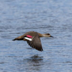 Crested Duck (image by Nick Lessof)
