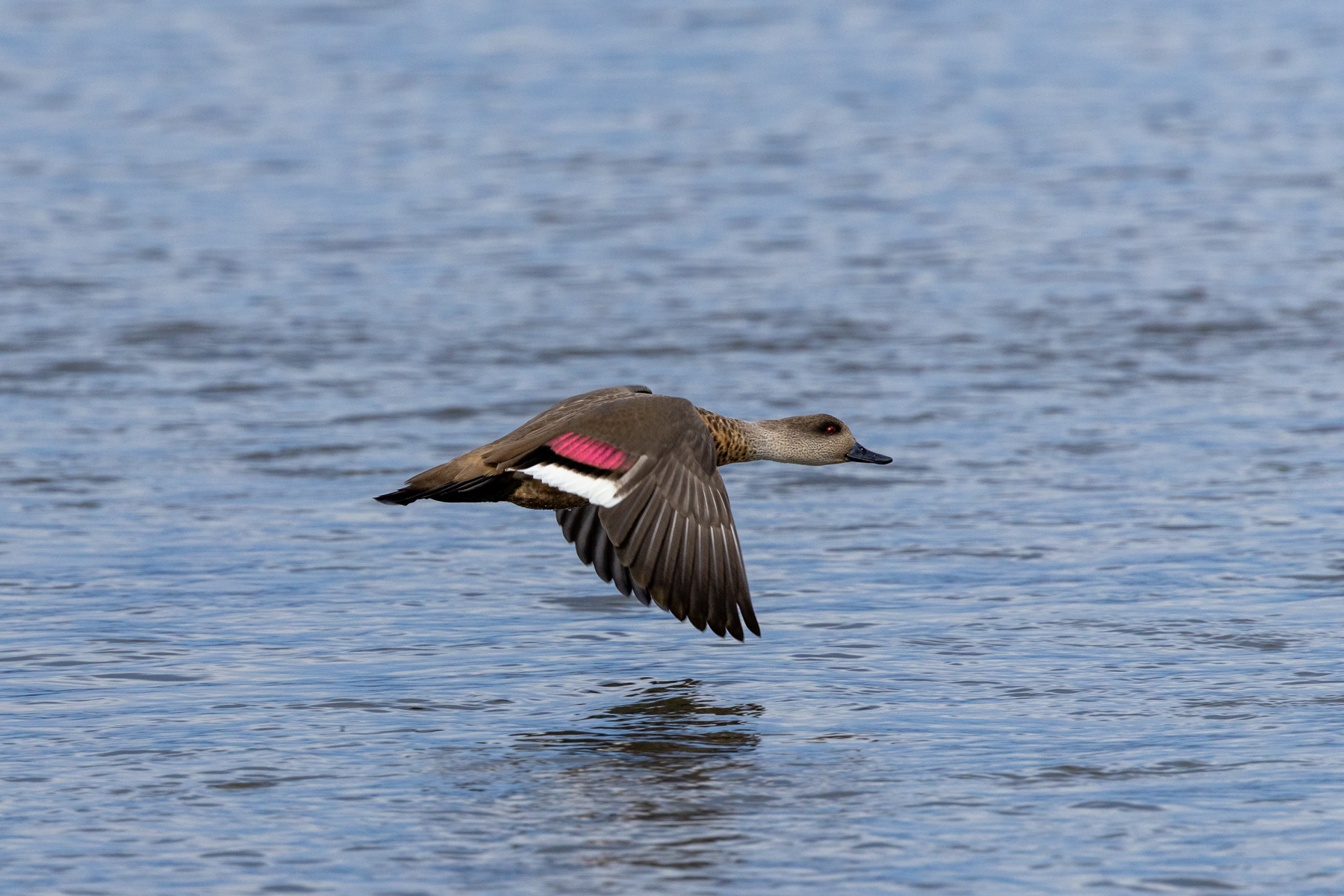Crested Duck (image by Nick Lessof)