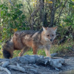 Culpeo Fox (image by Mark Van Beirs)