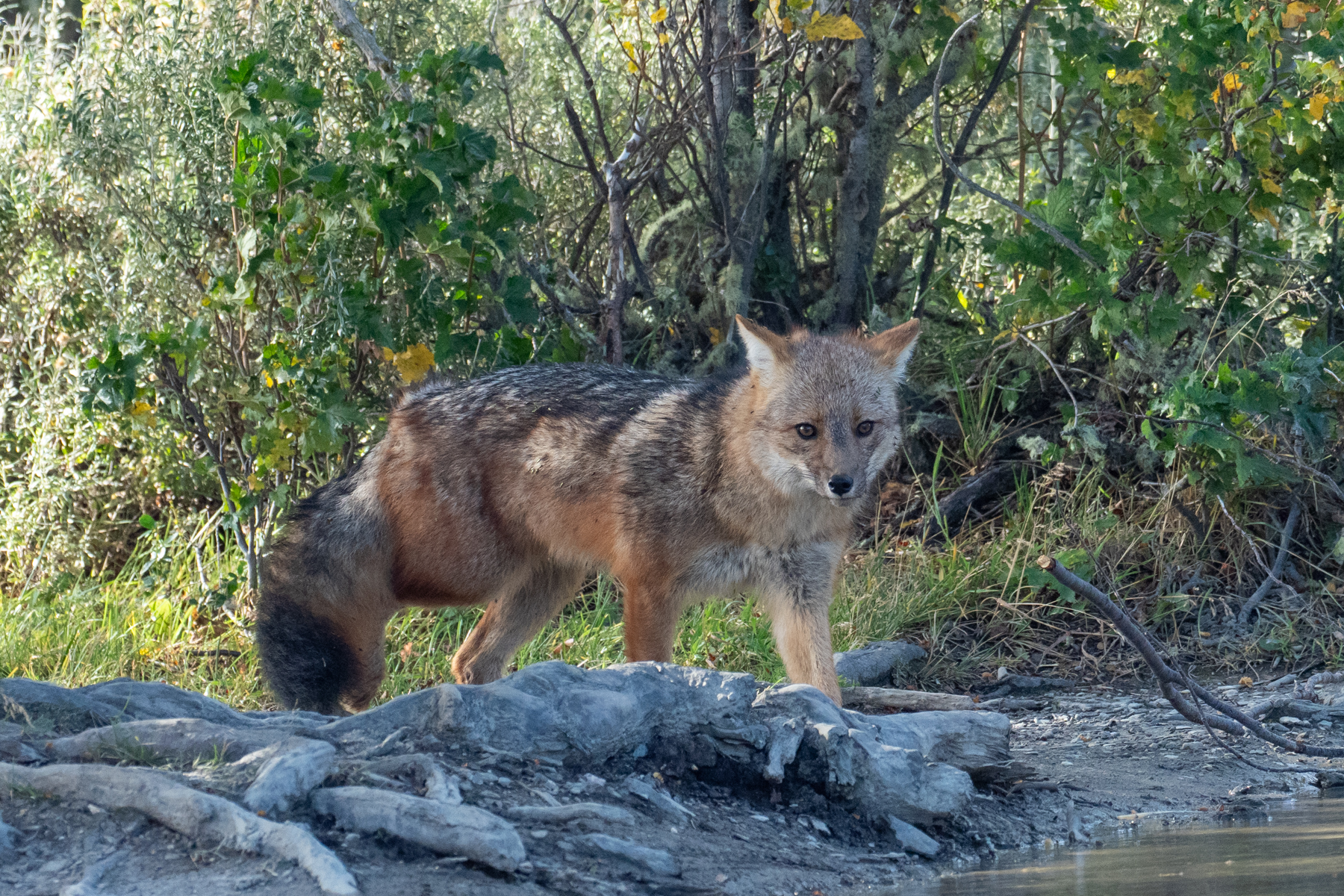 Culpeo Fox (image by Mark Van Beirs)