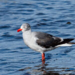 Dolphin Gull (image by Mark Van Beirs)
