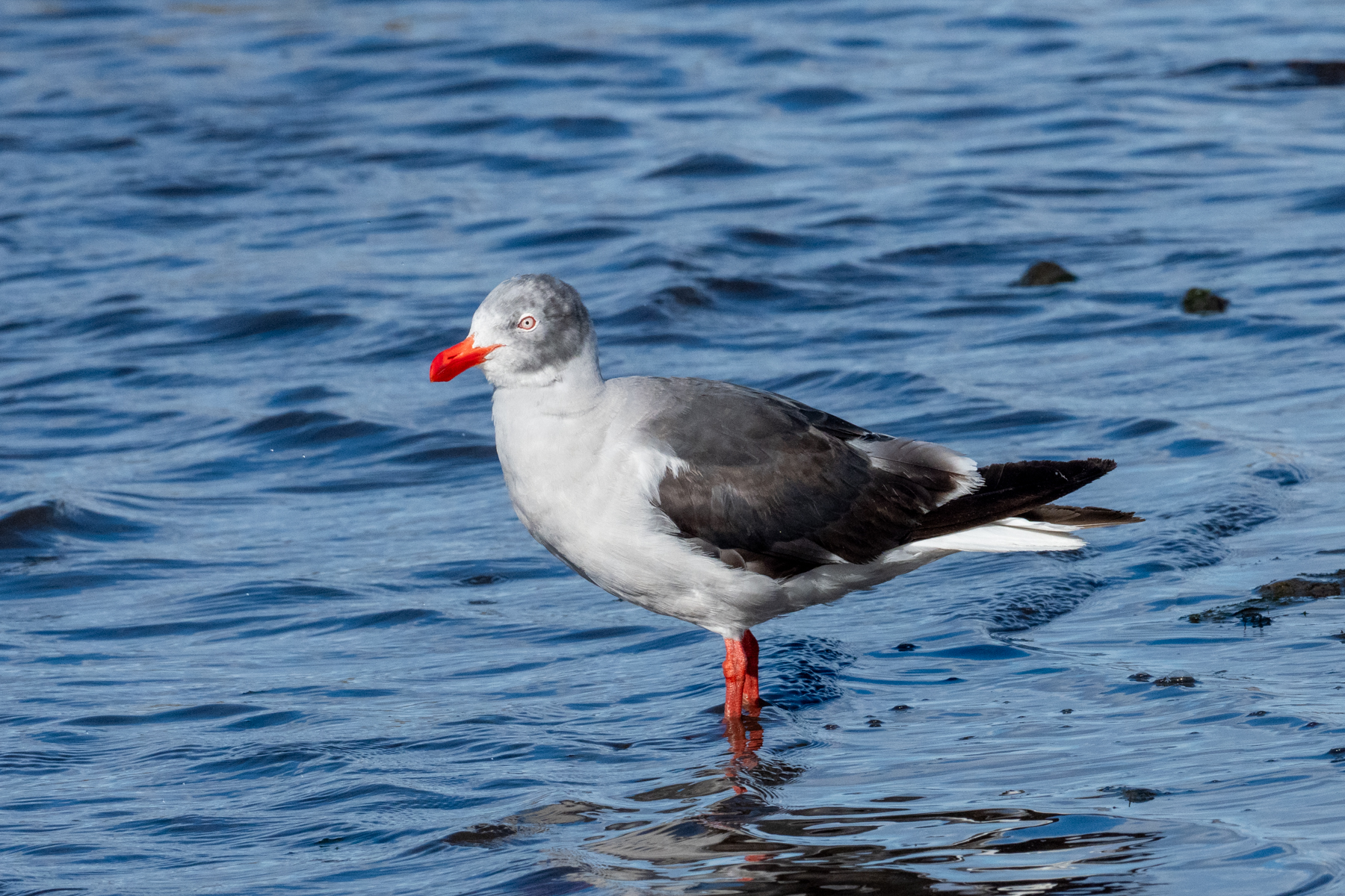 Dolphin Gull (image by Mark Van Beirs)