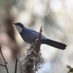 Dwarf Jay (image by Leo Garrigues)