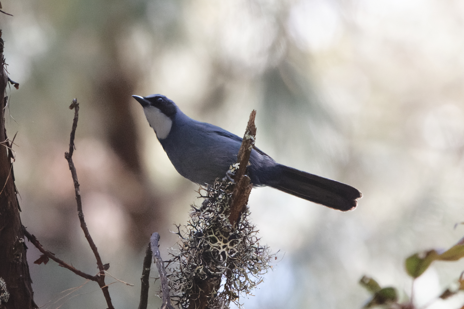 Dwarf Jay (image by Leo Garrigues)
