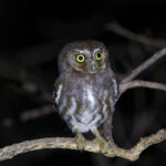Elf Owl (Morelos Pre-Extension) (image by Leo Garrigues)