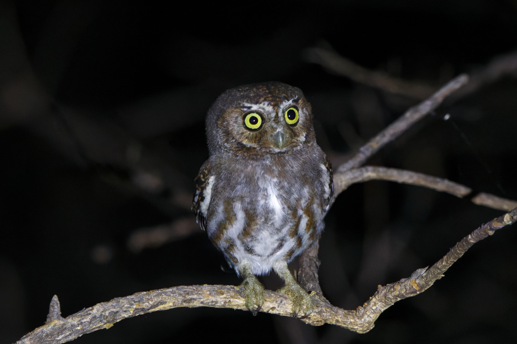 Elf Owl (Morelos Pre-Extension) (image by Leo Garrigues)
