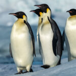 ANTARCTICA: THE PENINSULA TOUR REPORT 2026