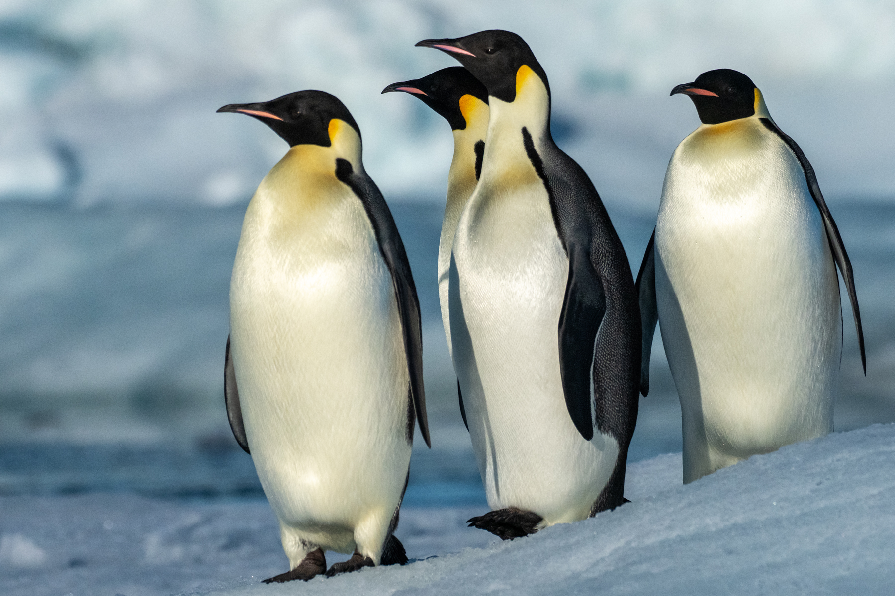 Emperor Penguins (image by Mark Van Beirs)