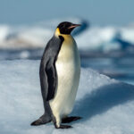 Emperor Penguins (image by Mark Van Beirs)