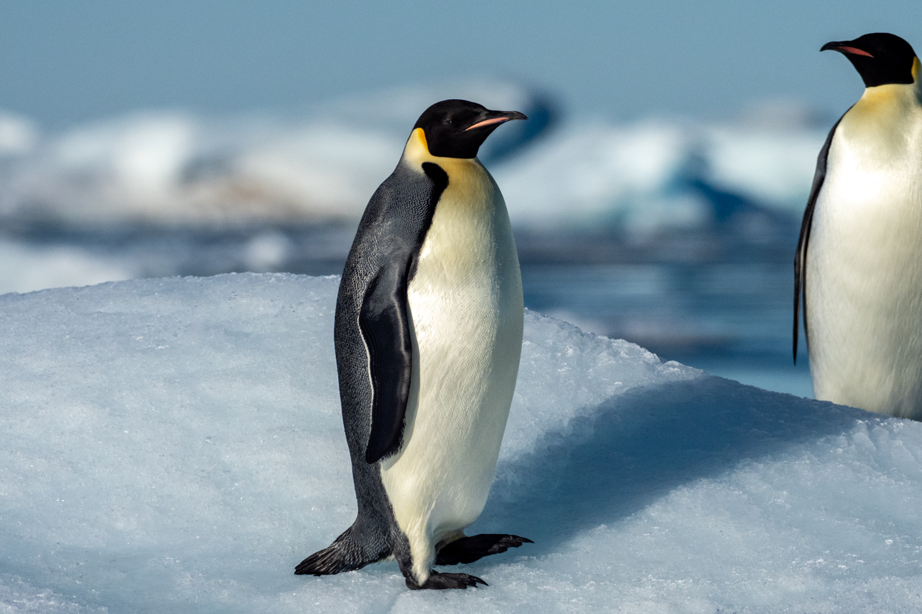 Emperor Penguins (image by Mark Van Beirs)