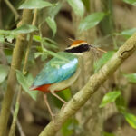 Fairy Pitta (image by Vincent van der Spek)