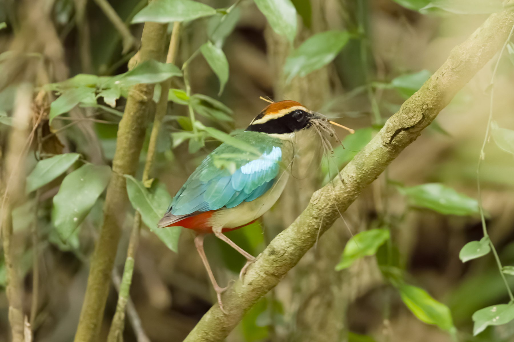 Fairy Pitta (image by Vincent van der Spek)