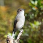 Fire-eyed Diucon (image by Mark Van Beirs)
