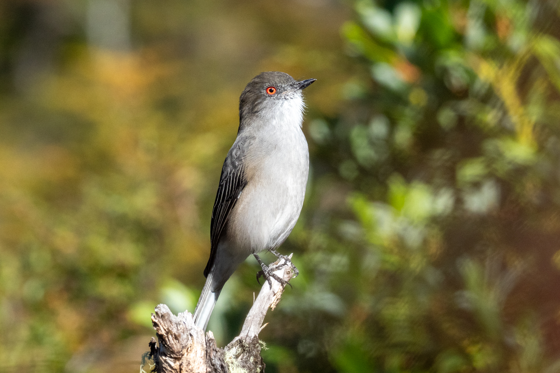 Fire-eyed Diucon (image by Mark Van Beirs)