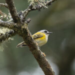 Flamecrest (image by Vincent van der Spek)