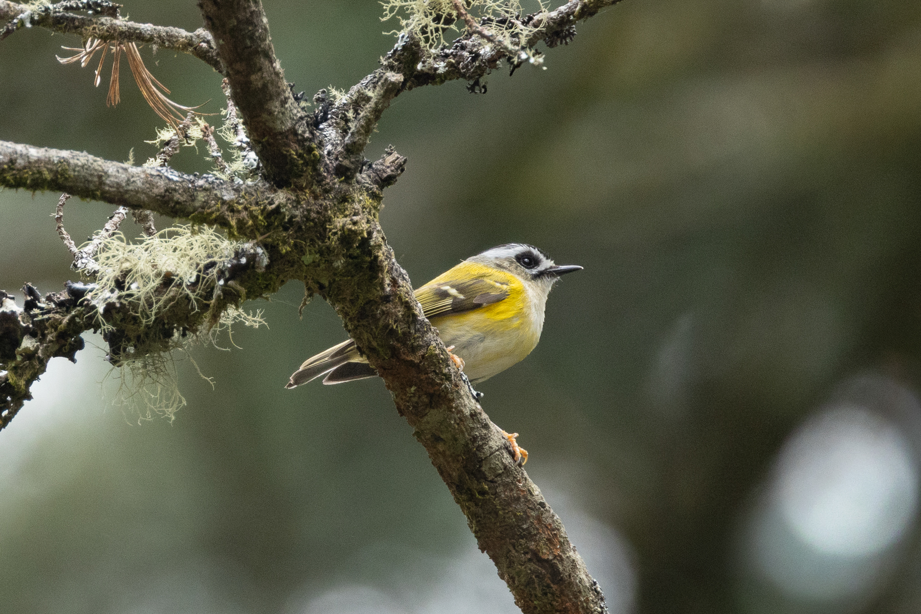 Flamecrest (image by Vincent van der Spek)