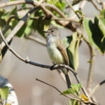 Flammulated Flycatcher (image by Leo Garrigues)