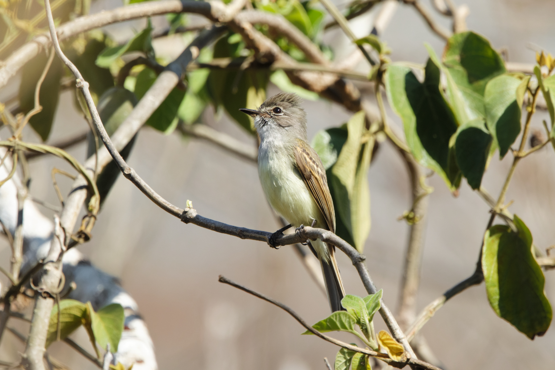 Flammulated Flycatcher (image by Leo Garrigues)