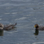 Fuegian Steamer Ducks (image by Nick Lessof)