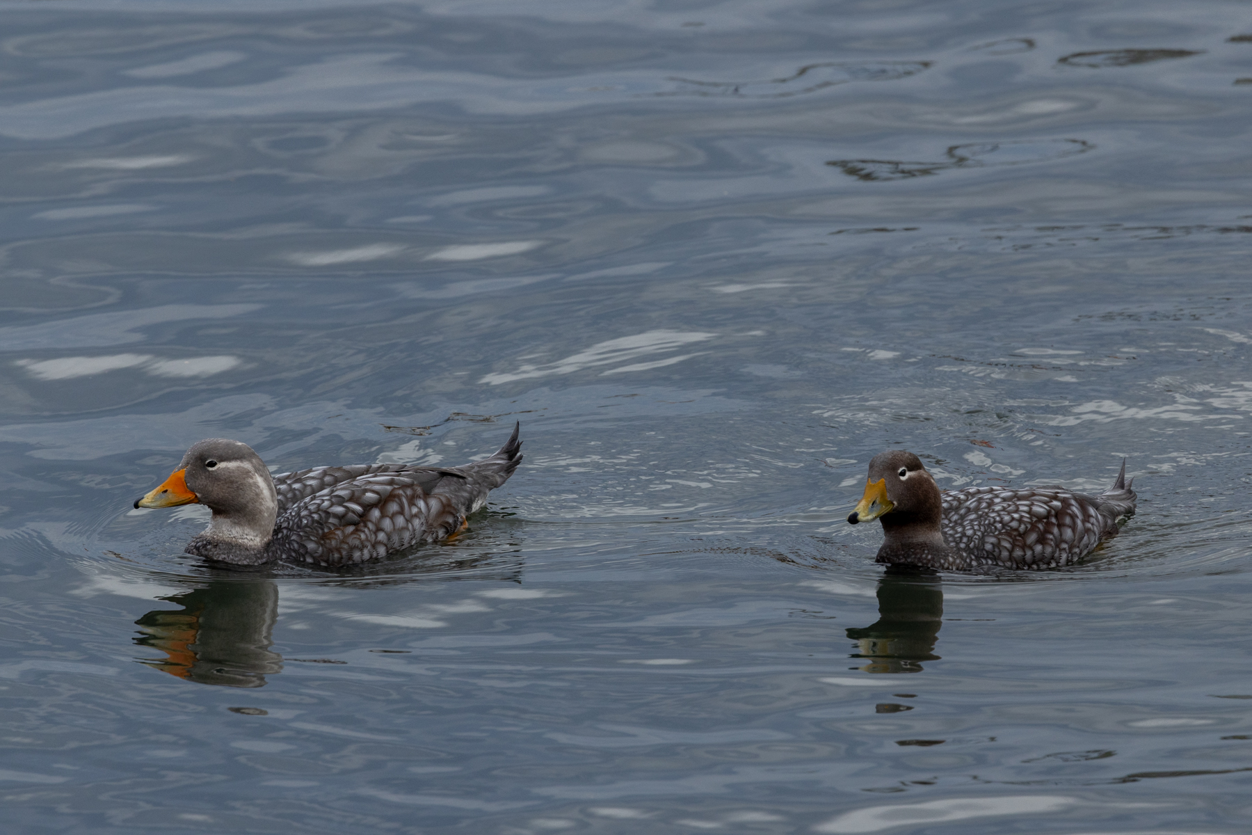 Fuegian Steamer Ducks (image by Nick Lessof)