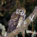 Fulvous Owl (image by Leo Garrigues)