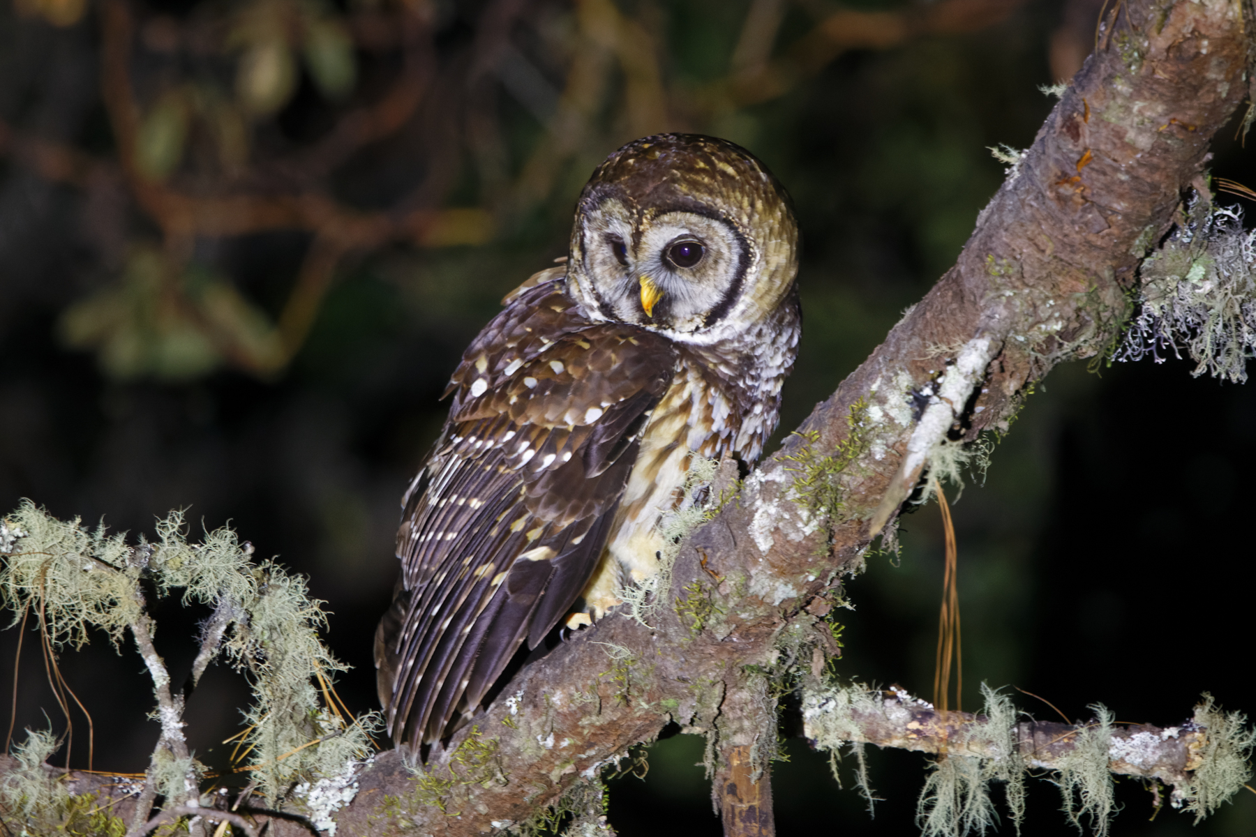 Fulvous Owl (image by Leo Garrigues)
