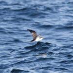 Galapagos Shearwater (image by Leo Garrigues)