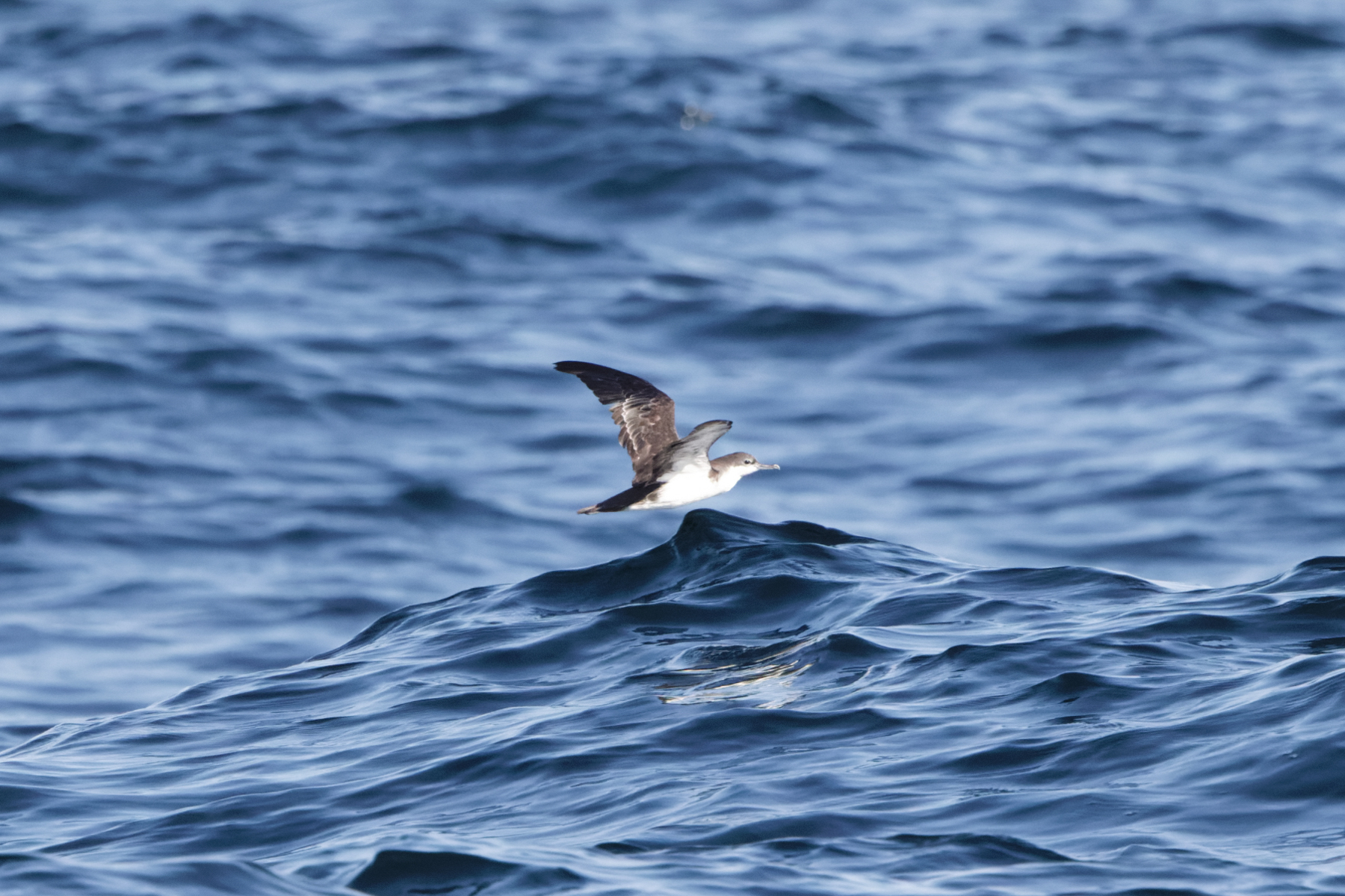 Galapagos Shearwater (image by Leo Garrigues)