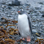 Gentoo Penguin (image by Mark Van Beirs)